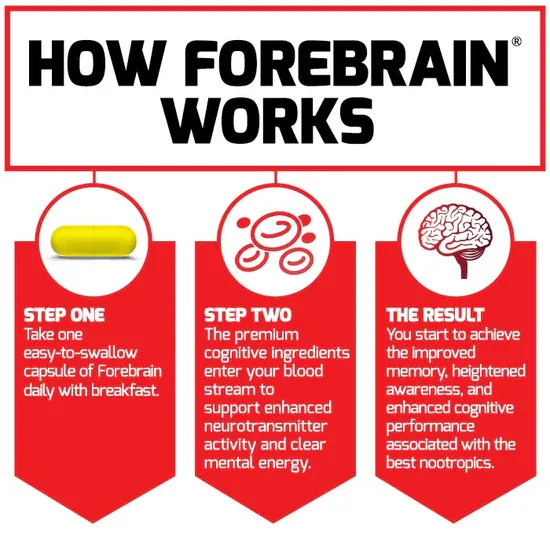 how forebrain works.